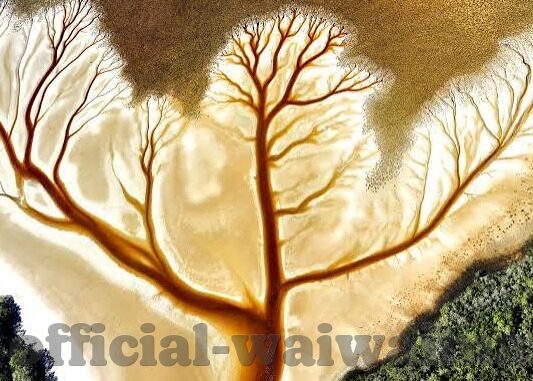 糖心视频app下载-了解糖心视频，最新下载体验与特色应用指南